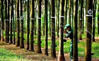 Cao su Việt Nam còn nhiều dư địa để xuất khẩu sang Hoa Kỳ