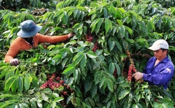 Giá cà phê mới nhất ngày 29/5/2024: Cà phê trong nước nối đà tăng, cao nhất 117.200 đồng/kg