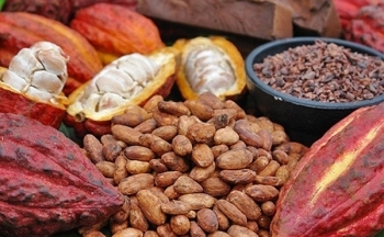 Giá ca cao và bông đều có xu hướng tăng mạnh