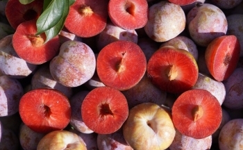 Đang mùa mận, nên ăn bao nhiêu quả mỗi ngày?