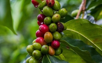 Giá cà phê tăng vọt 5,8%