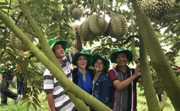Phân bón Phú Mỹ: Bí quyết cho cây dưa và sầu riêng ở miền Trung – Tây Nguyên những mùa bội thu