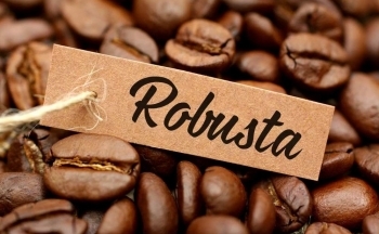 Giá cà phê Robusta đang trở lại đỉnh cao?