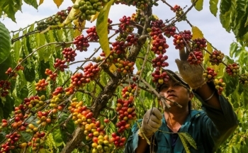 Giá cà phê mới nhất ngày 1/6/2024: Cà phê trong nước nối đà tăng, cao nhất 124.000 đồng/kg