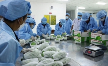 Xuất khẩu bền vững sang Hàn Quốc: Ổn định trong sản xuất, an toàn trong chế biến