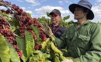 Giá xuất khẩu tăng 50% sau 5 tháng: Cà phê Việt trở lại ''đường đua''