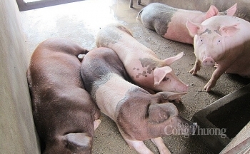 Giá heo hơi hôm nay ngày 3/6/2024: Miền Nam đứng top cao nhất