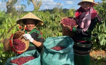 Xuất khẩu nông sản sang Đức: Triển vọng lớn khi EVFTA đang phát huy vai trò