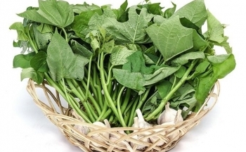 Vì sao rau khoai lang được ví là “rau trường thọ”?