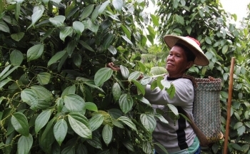 Hồ tiêu “sốt giá hơn vàng” vì sao?