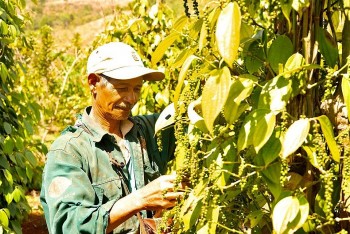 Dự báo giá tiêu ngày 8/6/2024: Tăng sốc chưa thấy điểm dừng?