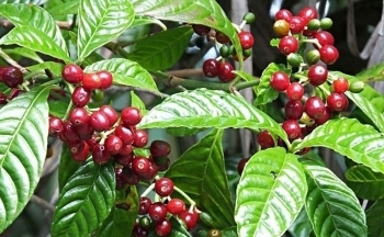 USDA: Dự báo xuất khẩu cà phê đạt 1,61 triệu tấn