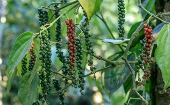 Hồ tiêu liên tục lập đỉnh giá, “vàng đen” Việt Nam thời gian tới ra sao?