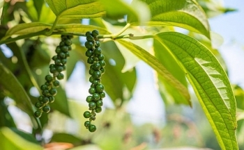 Giá hồ tiêu tăng sốc, doanh nghiệp xuất khẩu lo thiếu hụt hàng