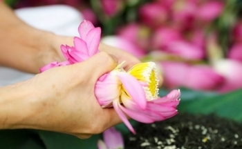 Cận cảnh quy trình làm trà sen đầy công phu, tinh tế của người Hà Nội