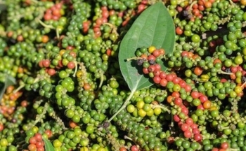 Giá hồ tiêu có quay lại thời 