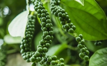 Điều gì đang xảy ra với thị trường khi giá hồ tiêu lại giảm “sốc”?