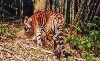 Thông tin mới nhất về cá thể hổ sống hoang dã xuất hiện ở Quảng Bình