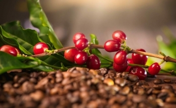 Lo ngại nguồn cung tại Việt Nam giảm, giá cà phê có thể tiếp tục tăng?