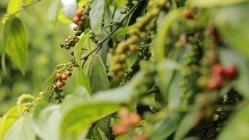 Dự báo giá tiêu ngày 19/6/2024: Giá tiêu trong nước
