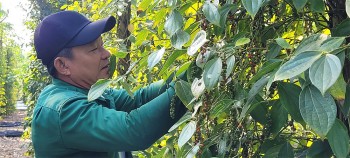Dự báo giá tiêu ngày 21/6/2024: Giá tiêu tăng nhẹ tại Đông Nam Bộ?