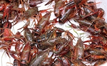 Tăng cường kiểm soát tôm hùm đất nhập lậu để bảo vệ môi trường và sản xuất nông nghiệp