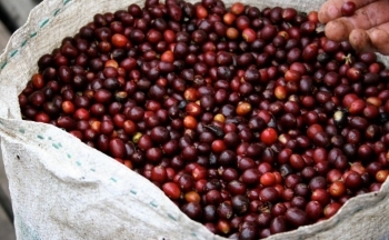Bật tăng trở lại, xuất khẩu cà phê đạt hơn 3 tỷ USD trong 6 tháng