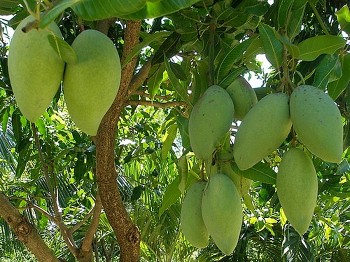 Giá nông sản hôm nay ngày 24/6/2024: Giá sầu riêng đồng loạt lao dốc; giá xoài Đài Loan tăng cao