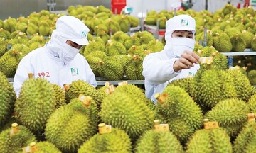 Malaysia chính thức xuất khẩu sầu riêng sang Trung Quốc: Thị phần của Việt Nam có bị ảnh hưởng?