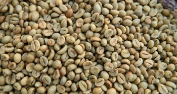 Dự báo giá cà phê ngày 27/6/2024: Giá cà phê trong nước trượt dốc không phanh?