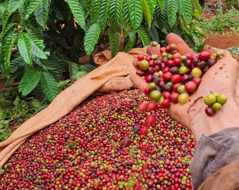 Giá cà phê hôm nay 27/6/2024: Giá cà phê giảm mạnh ở cả trong nước và thế giới