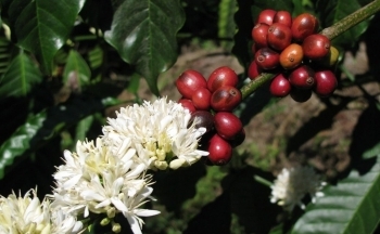 Lý do nào thị trường cà phê Việt biến động liên tục?