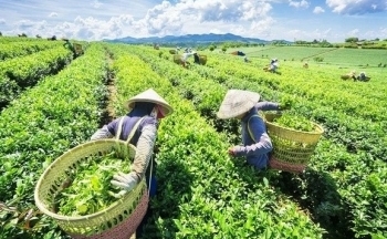 Xuất khẩu chè: Nhu cầu mới và cơ hội cho 