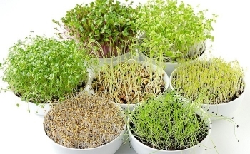 Ăn các loại rau mầm có thật sự tốt không?