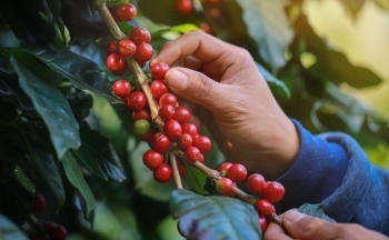 Giá cà phê cao nhất 20 năm: Lo 