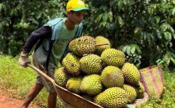 ‘Vua trái cây Việt’ thu về hơn 1 tỷ USD chỉ trong 2 tháng