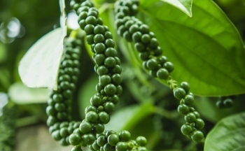 Người trồng hồ tiêu trữ hàng chờ tăng giá?