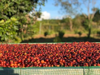 6 tháng, xuất khẩu nông sản đạt gần 13 tỷ USD