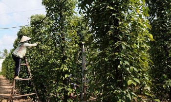 Giá tiêu hôm nay 5/7/2024: Tiếp tục giảm sốc thấp nhất 145.000 đồng/kg