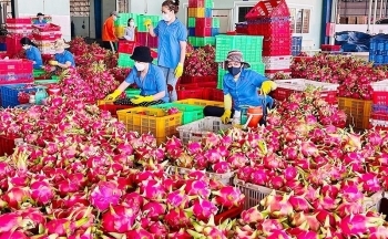 Xuất khẩu rau quả tăng 28%, dự báo cuối năm sẽ tiếp tục thuận lợi?