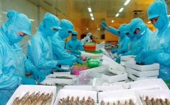 Xuất khẩu tôm của Việt Nam sang Trung Quốc dự báo sẽ không tăng trong những tháng tới