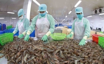 Xuất khẩu tôm Việt sang Trung Quốc: Tăng trưởng chậm lại nhưng vẫn tiềm năng