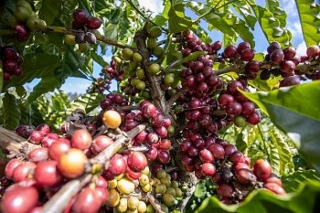 Giá cà phê hôm nay 8/7/2024: Giá cà phê trong nước ổn định ở mức cao