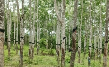 Gia Lai: Điều tra vụ 359ha cao su 'vô chủ' trên đất rừng