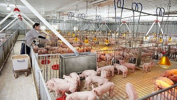 Giá heo hơi hôm nay ngày 9/7/2024: Tăng, giảm trái chiều cao nhất 69.000 đồng/kg