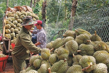 Đắk Lắk: Hướng đến thị trường đầu ra bền vững cho sầu riêng