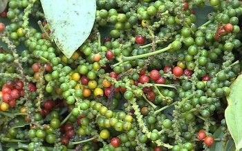 Dự báo giá tiêu ngày 11/7/2024: Quay đầu giảm sốc?