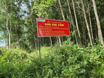 Bổ sung quy định cơ chế trao đổi, bù trừ tín chỉ các-bon song phương