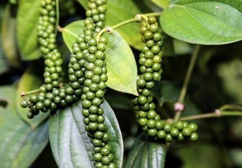 Dự báo giá tiêu ngày 12/7/2024: Tăng nhẹ trở lại?