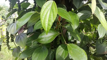 Giá tiêu hôm nay 12/7/2024: Lấy lại đà tăng, Đắk Lắk, Đắk Nông ghi nhận giá tiêu cao nhất